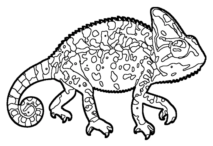 Coloriage de le caméléon commun
