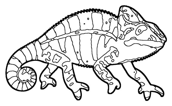 Coloriage de le caméléon panthère