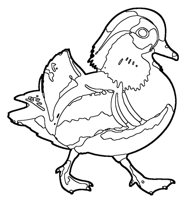 Coloriage : Canard mandarin