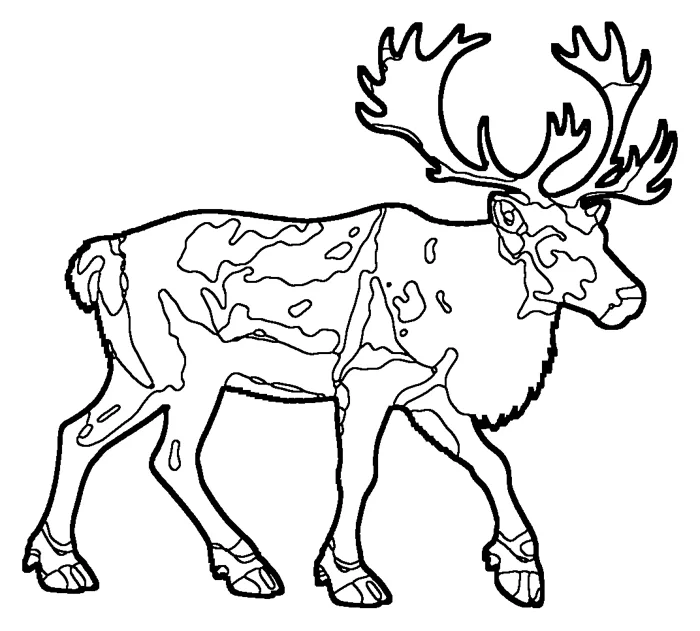 Coloriage : Caribou des bois