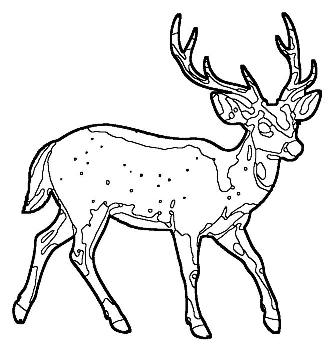 Coloriage : Cerf axis