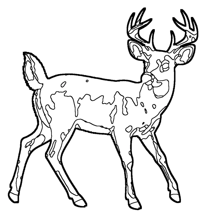 Coloriage : Cerf de Virginie