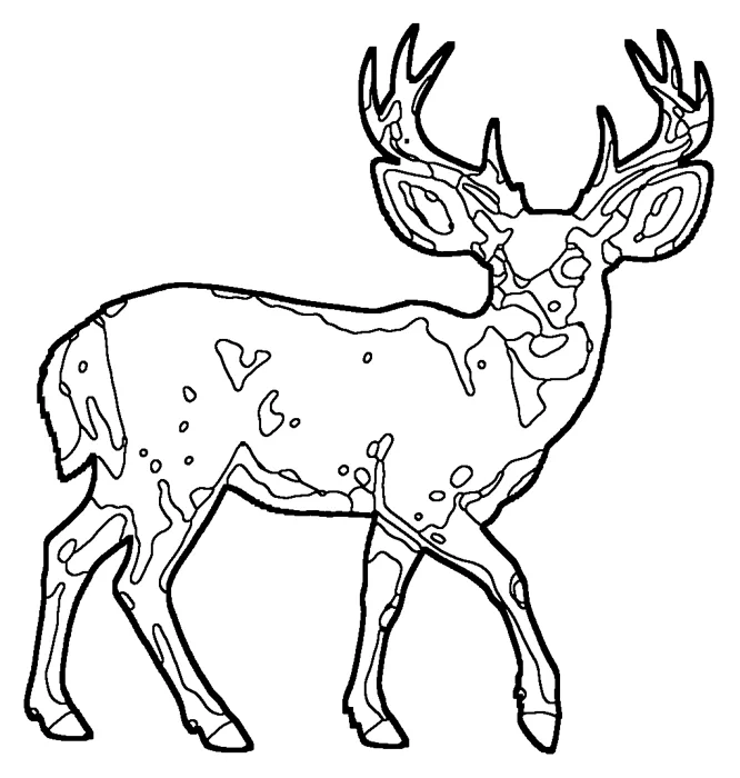 Coloriage : Cerf mulet