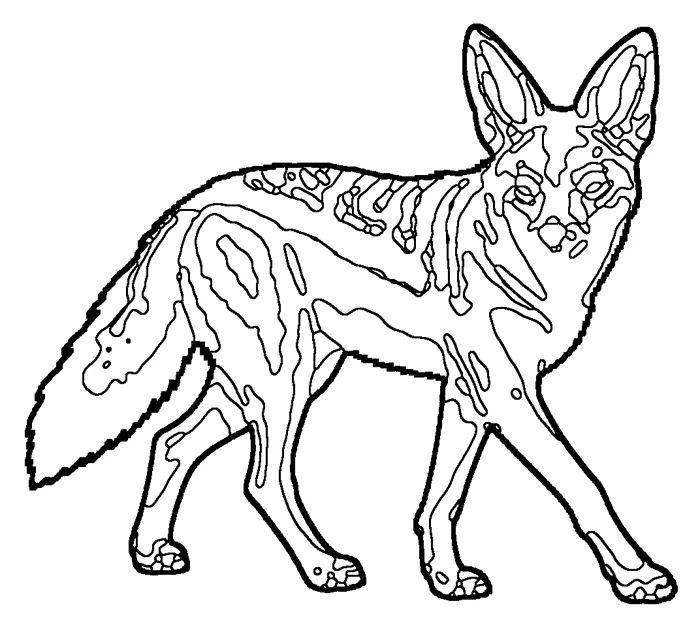 Coloriage de le chacal à chabraque