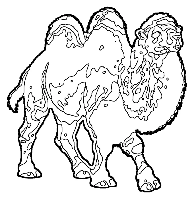Coloriage : Chameau de Bactriane
