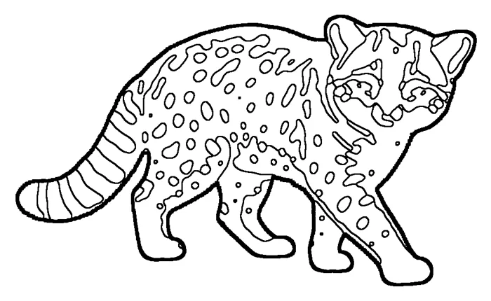 Coloriage : Chat à tête plate