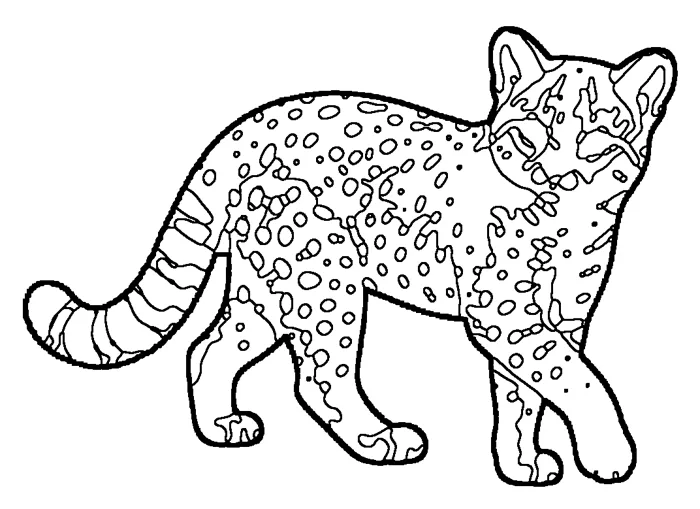 Coloriage : Chat de Geoffroy