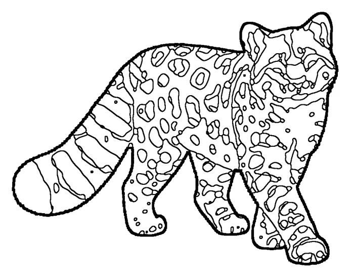 Coloriage : Chat des Andes