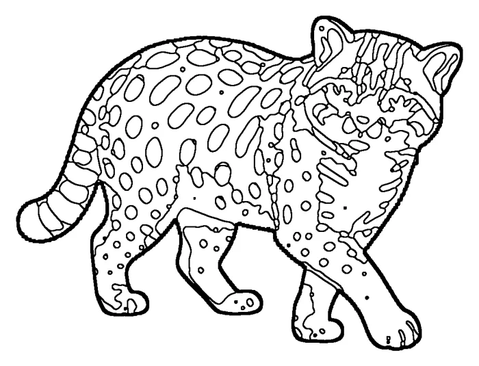 Coloriage de le chat viverrin