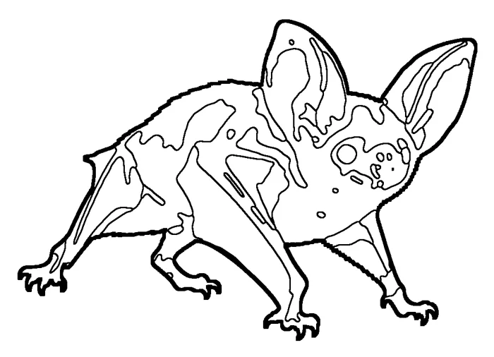 Coloriage : Chauve-souris blonde
