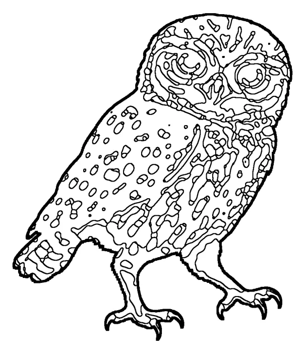 Coloriage de la chevêche d'Athéna