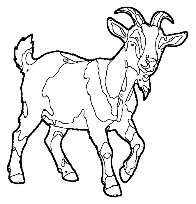 Coloriage de la chèvre domestique
