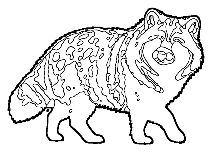 Coloriage de le chien viverrin