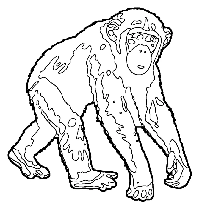 Coloriage de le chimpanzé commun