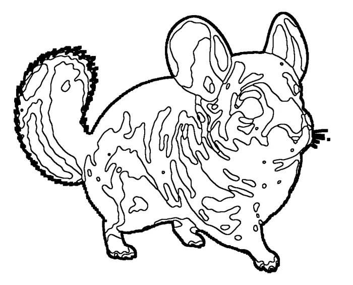 Coloriage de le chinchilla