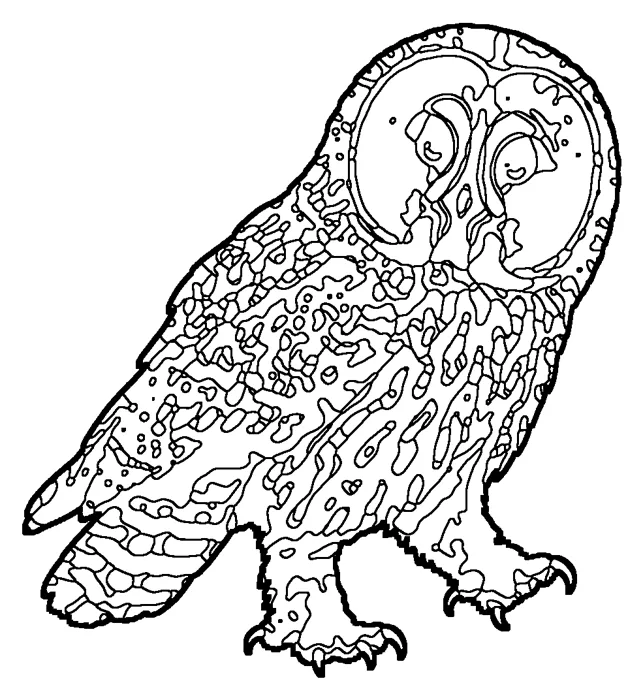 Coloriage de la chouette lapone