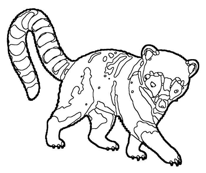 Coloriage de le coati roux