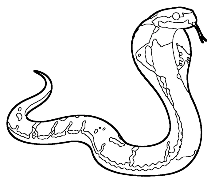 Coloriage de le cobra royal