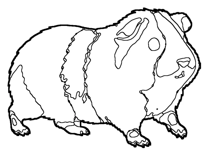 Coloriage : Cochon d'Inde