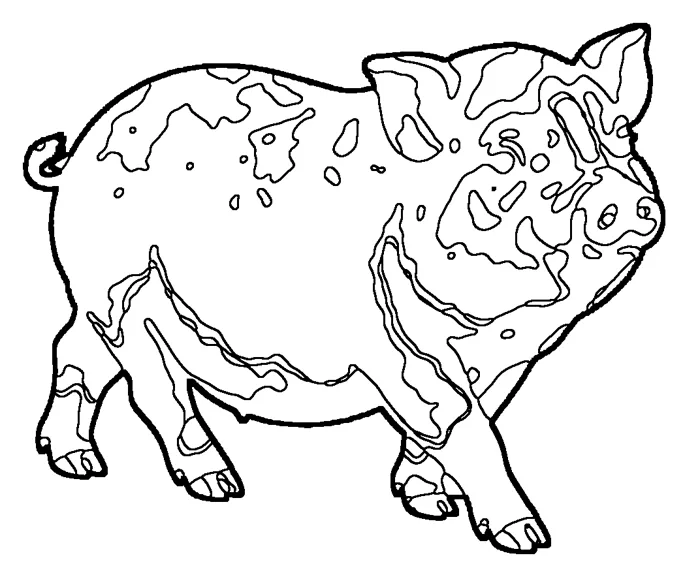 Coloriage : Cochon du Vietnam
