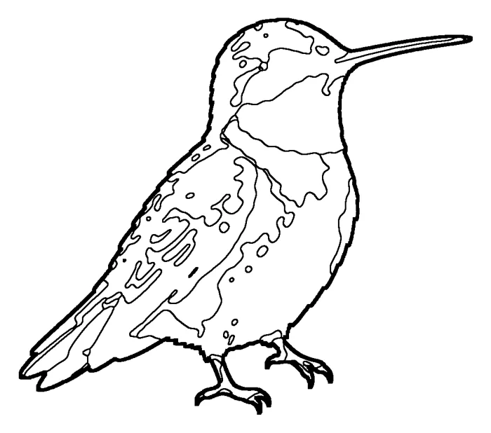 Coloriage : Colibri à gorge rubis