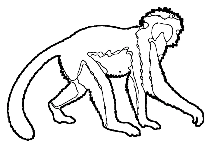 Coloriage : Colobe roux de Zanzibar