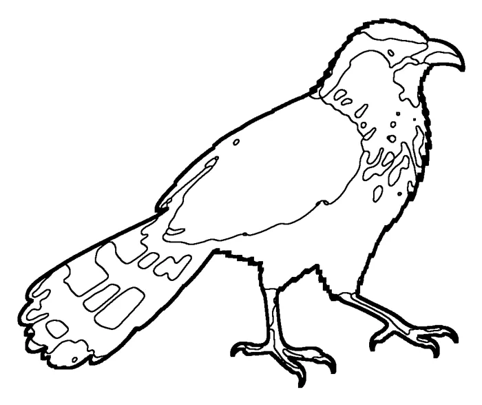 Coloriage : Coucal de Burchell