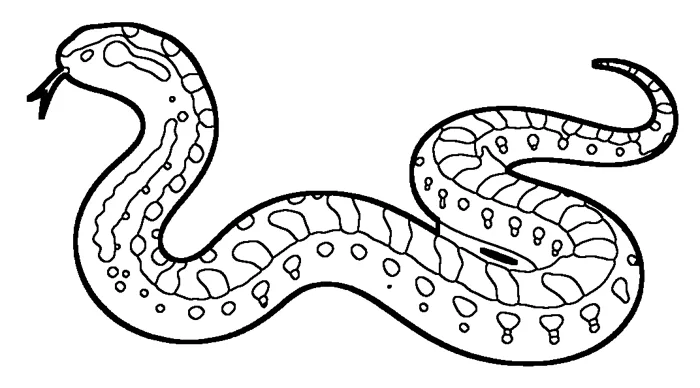 Coloriage de la couleuvre à échelons
