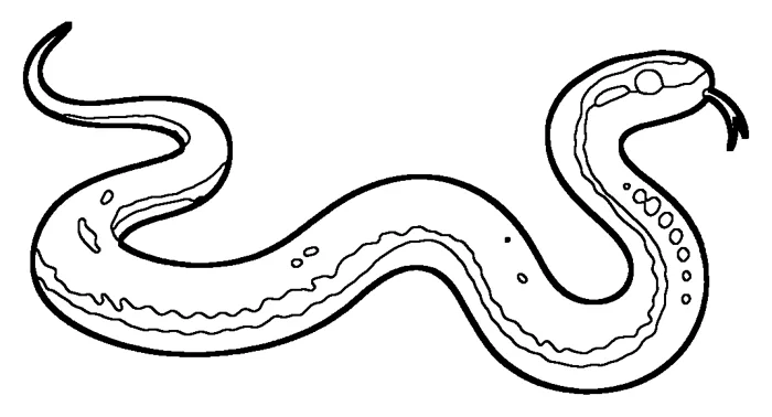 Coloriage de la couleuvre d'Esculape