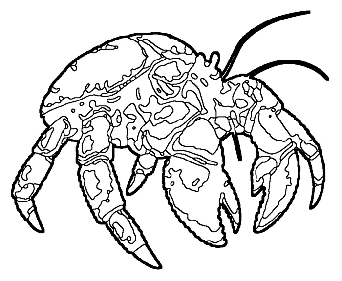 Coloriage : Crabe des cocotiers