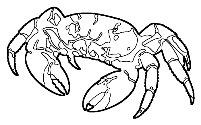 Coloriage : Crabe rouge de l'île Christmas