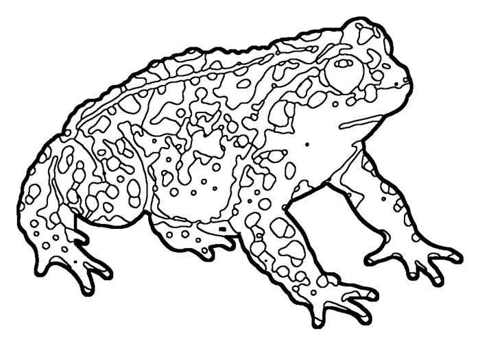 Coloriage : Crapaud calamite