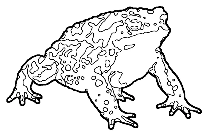 Coloriage : Crapaud commun