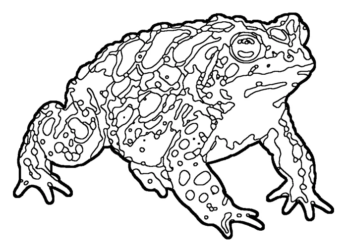 Coloriage : Crapaud de Fowler
