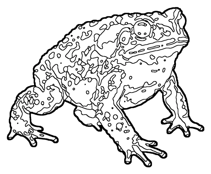 Coloriage : Crapaud marin