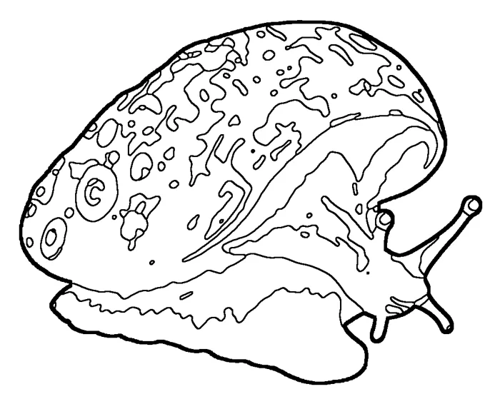 Coloriage de la crépidule américaine