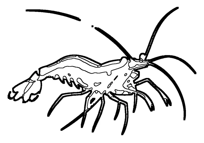 Coloriage : Crevette nettoyeuse