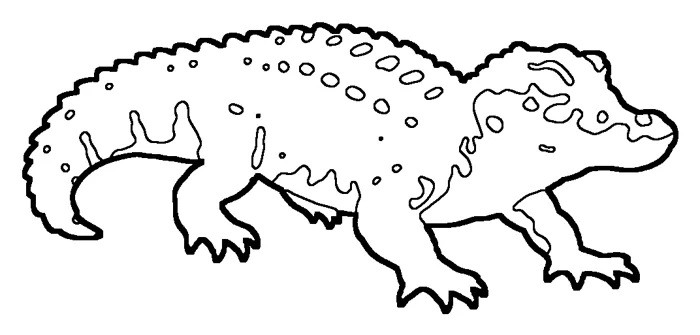 Coloriage : Crocodile nain