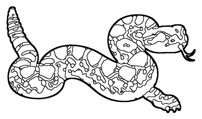 Coloriage : Crotale de l’Ouest