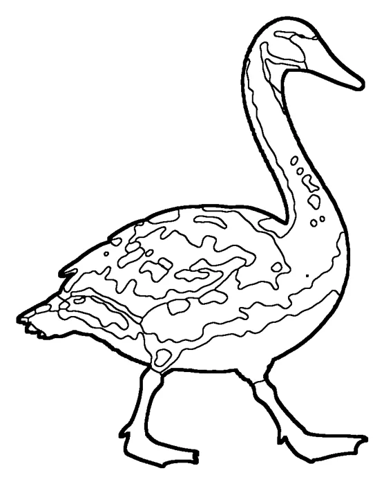Coloriage : Cygne trompette