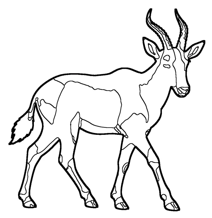Coloriage : Damalisque à front blanc