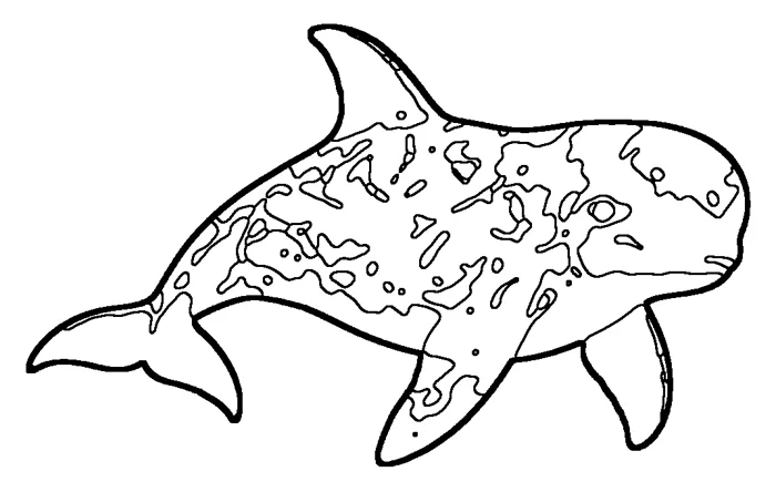 Coloriage : Dauphin de Risso