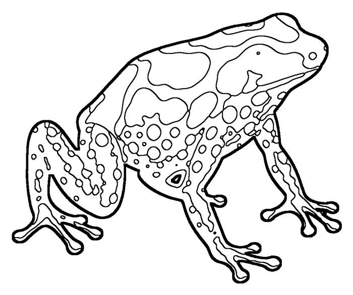 Coloriage : Dendrobate à tapirer