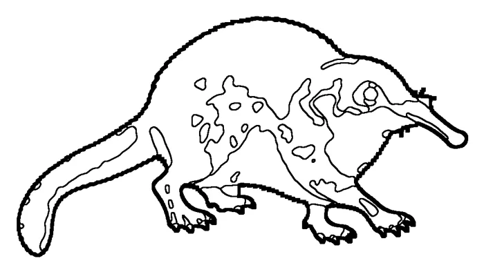 Coloriage de le desman des Pyrénées