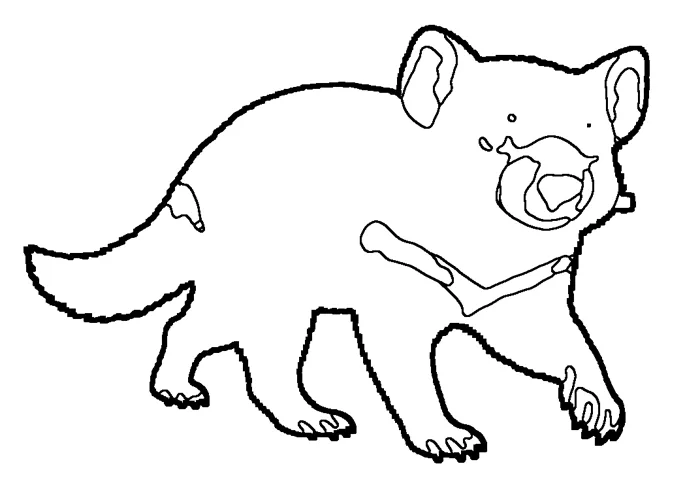 Coloriage : Diable de Tasmanie