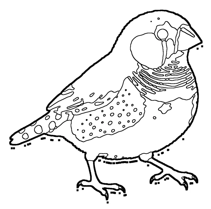Coloriage : Diamant mandarin