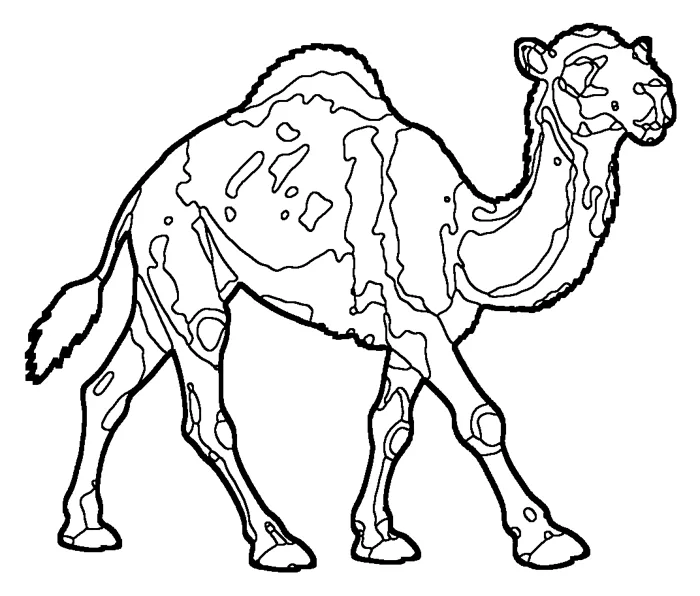 Coloriage : Dromadaire