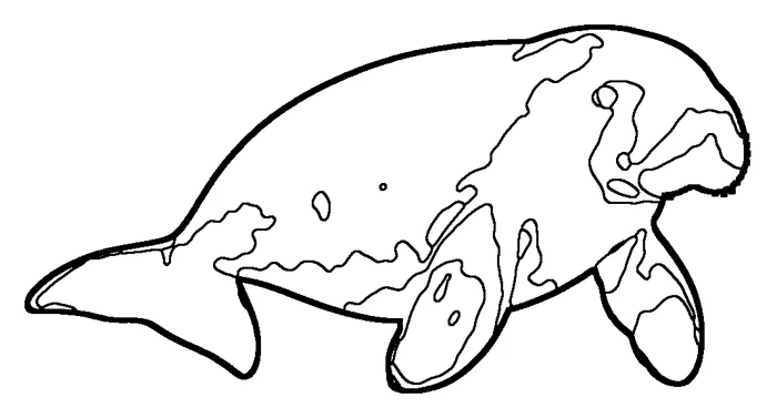 Coloriage : Dugong