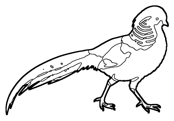 Coloriage : Faisan doré