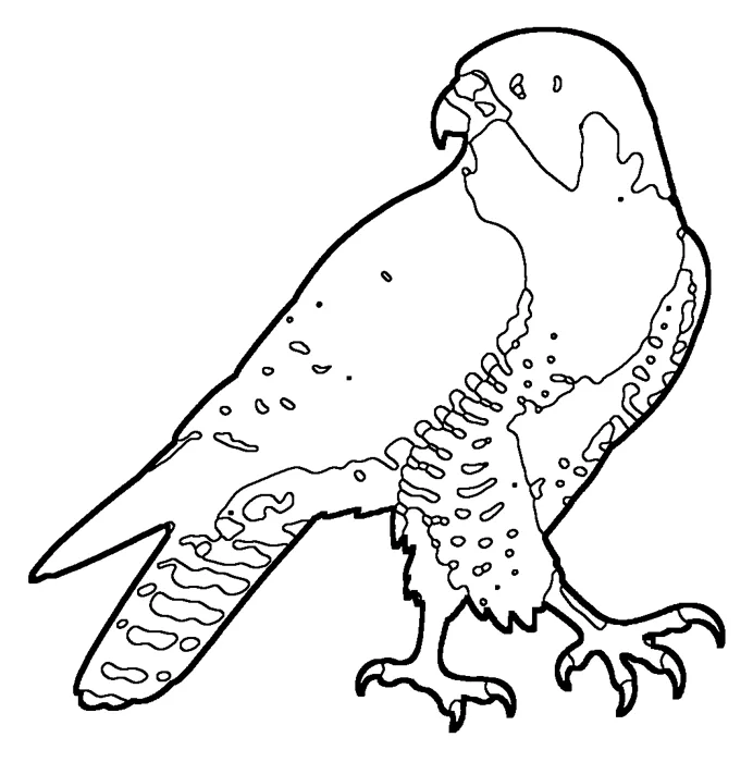 Coloriage de le faucon pèlerin